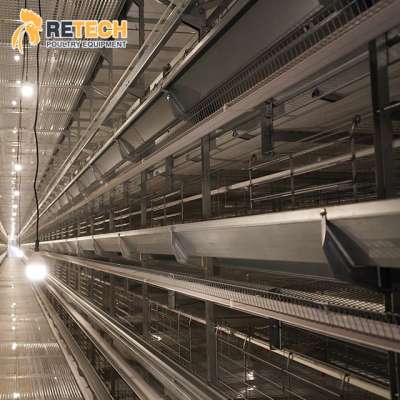 Complete Egg Chicken Cage Manufacturer H Type Poultry Battery Cages for Layer Chickens