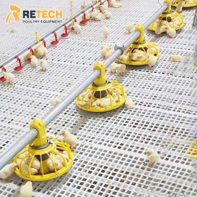 Broiler Floor Raising Equipments Complete Automatic Chicken Farming Feeding System