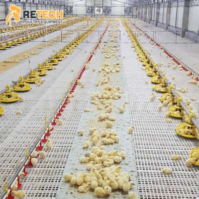 Fully Automatic Poultry Farming Feeding Line System Feeder Equipment for broiler chicken products