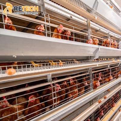 Hot Dip Galvanized Automatic Battery Systems Poultry Equipment Chicken Egg Layer Cage